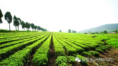 常州一位70岁老人行壮举 砸8亿身家打造私家园