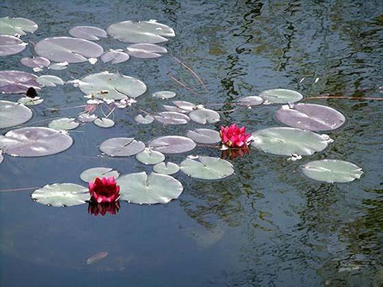 日本也有“莫奈花园”?完美再现“睡莲”名画!
