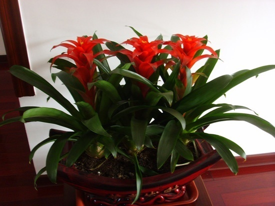 宜室宜家 旺财的风水植物大盘点 --凤凰房产沈