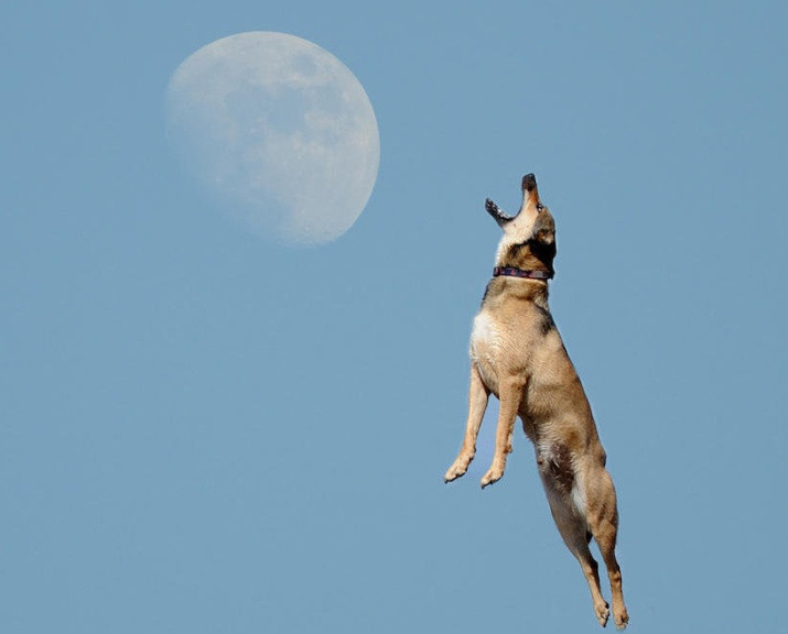 狗咬屁股猜成语_看图猜成语(2)