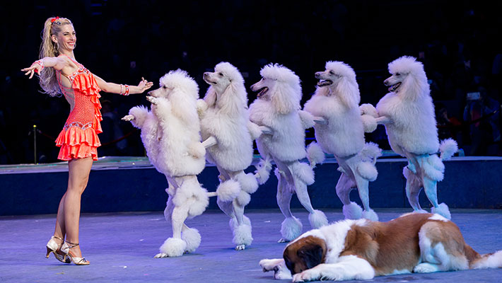 年终大戏|绿地柏仕公馆首届狂欢马戏节,恢弘上献!