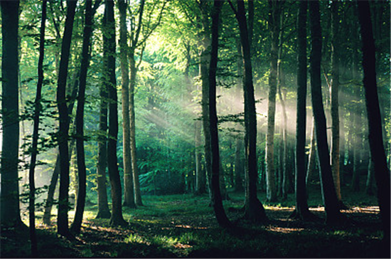 邂逅水晶森林,与诗意生活欣然相遇