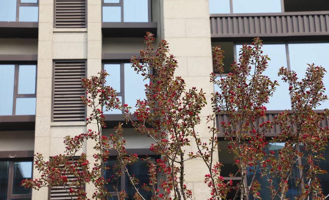 临沂楼盘 河东区楼盘 奥德海棠 奥德海棠相册